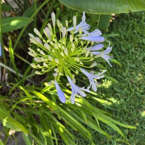 Agapanthus - lily of the Nile - Rooted Bulb