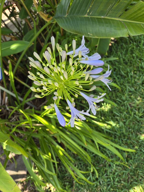 Agapanthus - lily of the Nile - Rooted Bulb