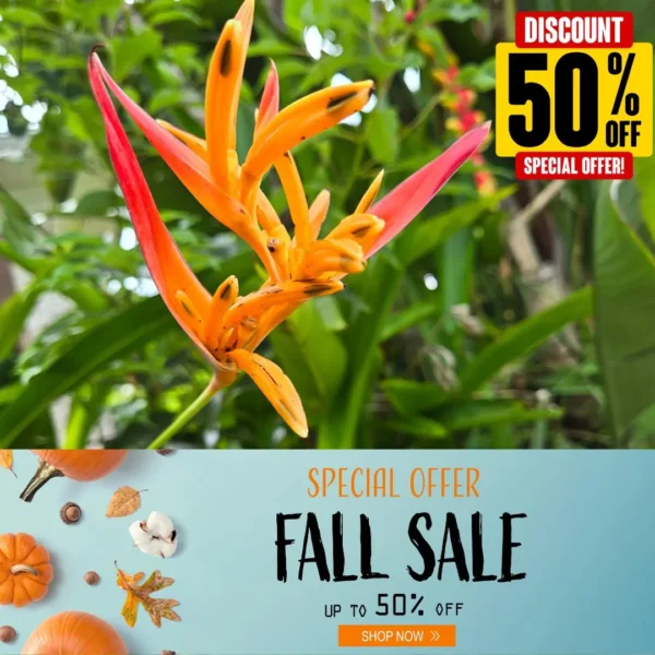 Tropical Splendor: 2 Heliconia Psittacorum (Parrot Heliconia) Rhizomes for Your Garden! 50% Off Sale!