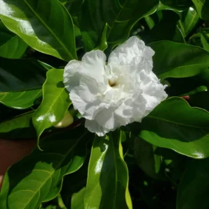 White Cape Jasmin / Gardenia Jasminoids - 5 Cuttings