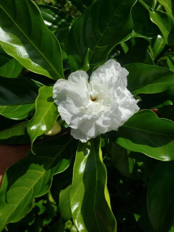 White Cape Jasmin / Gardenia Jasminoids - 5 Cuttings