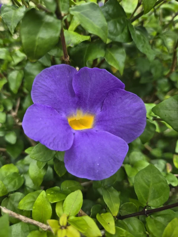 King’s Mantle (Thunbergia erecta) 2 Cuttings