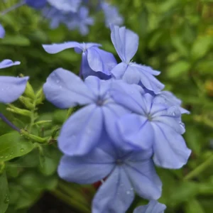 Guide to Blue Plumbago (Butterfly Bush)