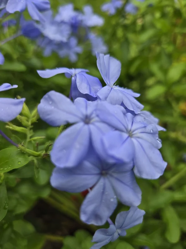 Guide to Blue Plumbago (Butterfly Bush)