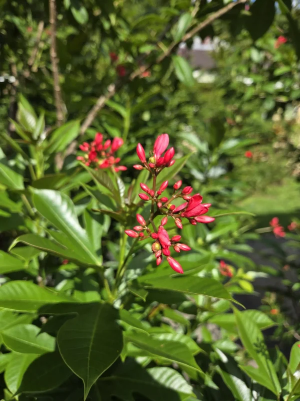 Jatropha integerrima peregrina, spicy Jatropha- 2 Cuttings