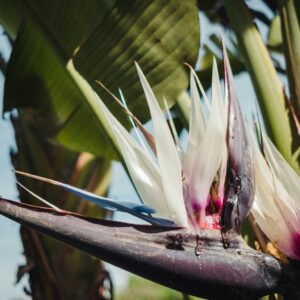 Strelitzia Nicolai - Giant White Bird of Paradise Seeds