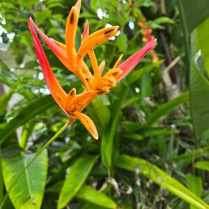 Tropical Splendor: Heliconia Psittacorum (Parrot Heliconia) Rhizomes for Your Garden!