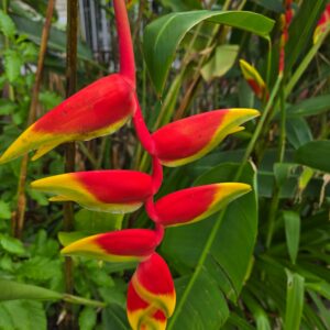 Exotic Elegance: Heliconia Rostrata — The Hanging Lobster Claw Rhizome