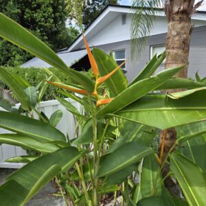 Exotic Orange Heliconia Latispata Rhizome