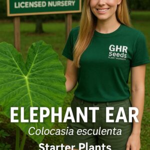 Elephant Ear (Giant) Colocasia Esculenta Starter Plant in Sphagnum Moss