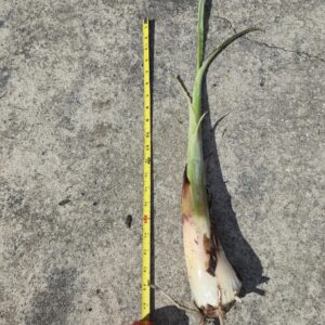 Dwarf Namwah Banana Plant Pup – Live Fruit Plant, Cold-Hardy Baby Banana Tree, Tropical Garden (21 inches)