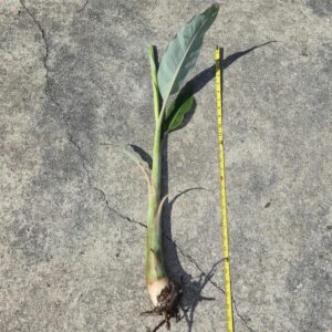 Namwah Banana Plant Pup | Pink Variegated Leaf Edge, 30in tall