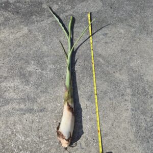 Banana Plant - Mature Namwah Banana Pup | 33in Tall, 2lb Home Grown Fruit Tree (Ships Fast)