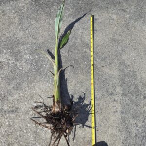Banana Plant Live Namwah Banana Pup 28in | Musa Namwah Banana Plant | Thick Healthy Rooted Pup | Rare